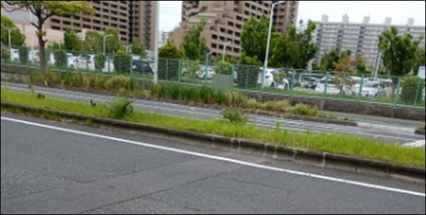 近所の道路沿いの歩道