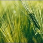 【カズレーザーと学ぶ】痩せ菌を増やす食材の大麦を公開！