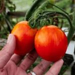 トマトダイエット体験談!体調変化15選及び健康的に痩せるかを検証